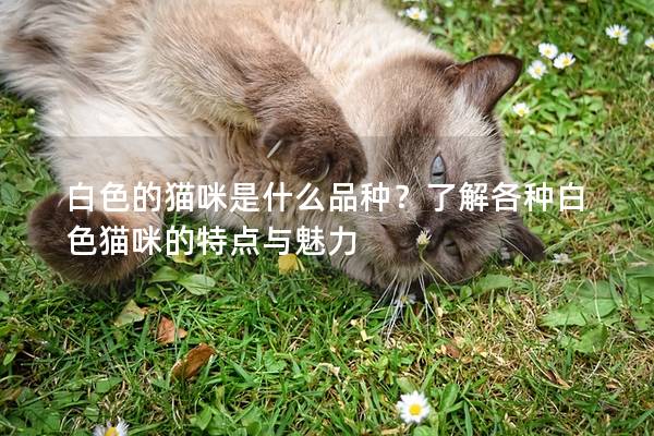 白色的猫咪是什么品种？了解各种白色猫咪的特点与魅力