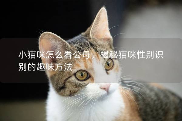 小猫咪怎么看公母，揭秘猫咪性别识别的趣味方法