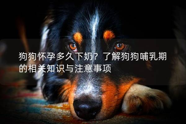 狗狗怀孕多久下奶？了解狗狗哺乳期的相关知识与注意事项