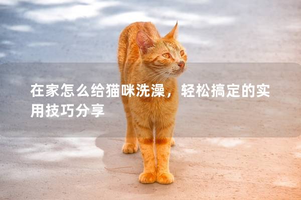 在家怎么给猫咪洗澡，轻松搞定的实用技巧分享