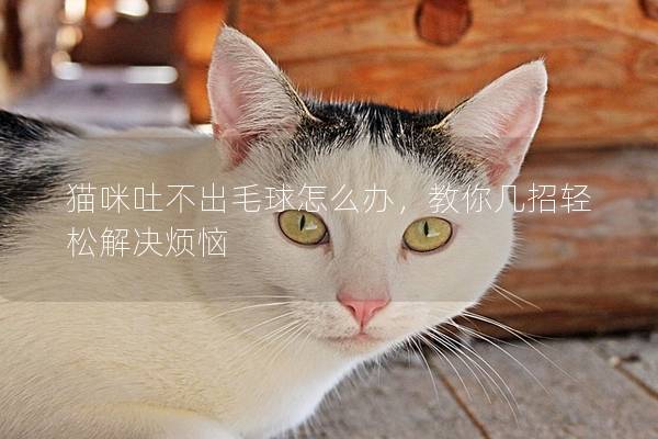 猫咪吐不出毛球怎么办，教你几招轻松解决烦恼