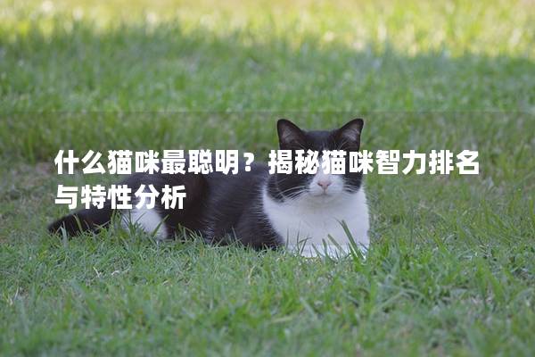 什么猫咪最聪明？揭秘猫咪智力排名与特性分析