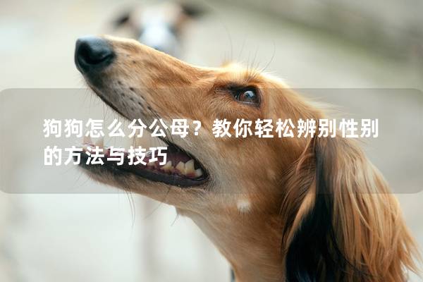 狗狗怎么分公母？教你轻松辨别性别的方法与技巧