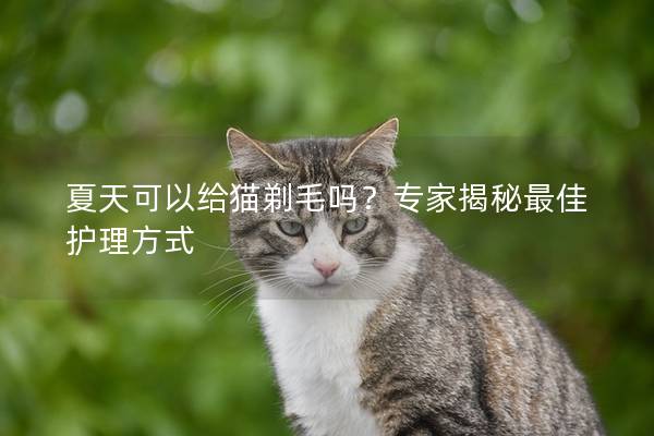 夏天可以给猫剃毛吗？专家揭秘最佳护理方式