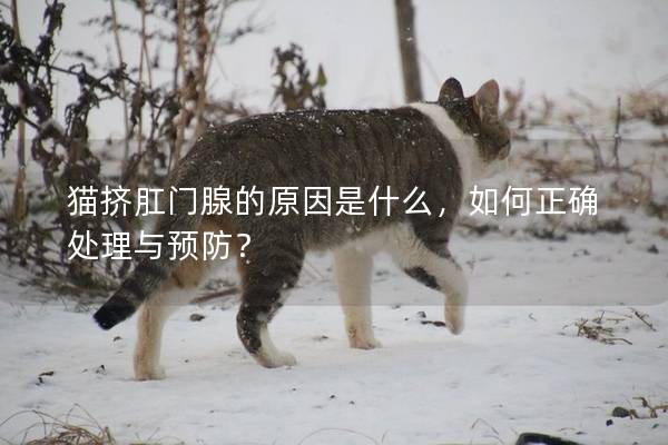 猫挤肛门腺的原因是什么，如何正确处理与预防？