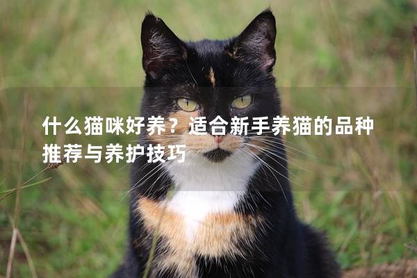 什么猫咪好养？适合新手养猫的品种推荐与养护技巧