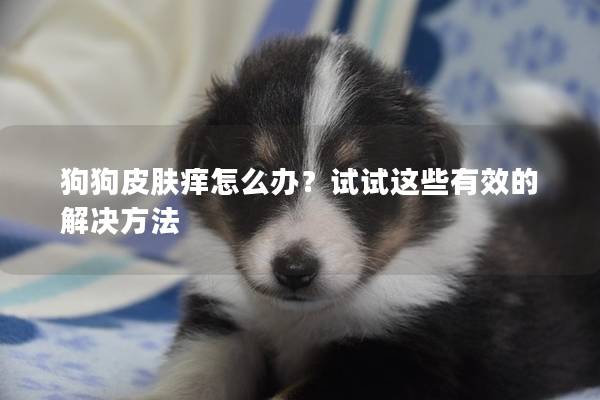 狗狗皮肤痒怎么办？试试这些有效的解决方法