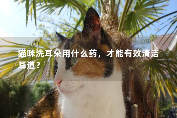 猫咪洗耳朵用什么药，才能有效清洁耳道？