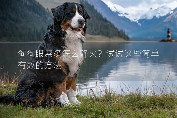 狗狗眼屎多怎么降火？试试这些简单有效的方法