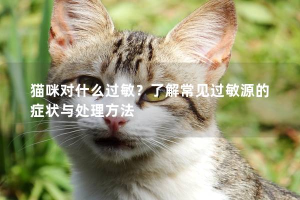 猫咪对什么过敏?了解常见过敏源的症状与处理方法