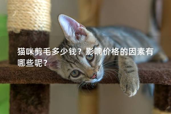 猫咪剪毛多少钱？影响价格的因素有哪些呢？