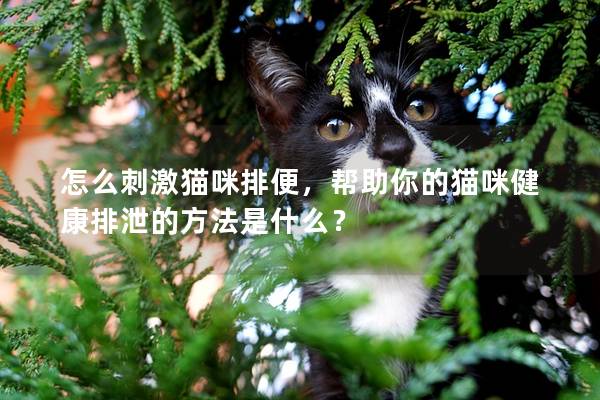 怎么刺激猫咪排便，帮助你的猫咪健康排泄的方法是什么？