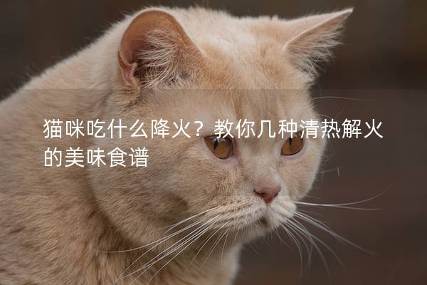 猫咪吃什么降火?教你几种清热解火的美味食谱