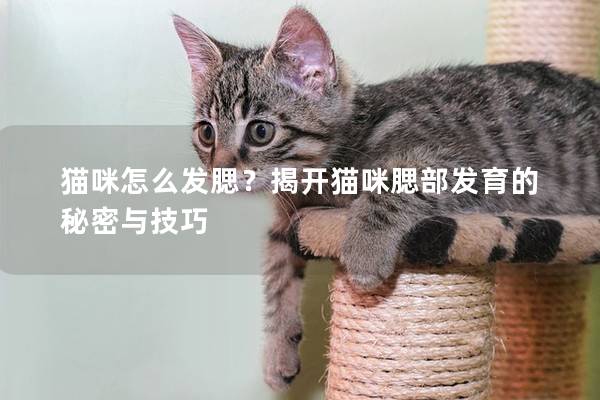 猫咪怎么发腮？揭开猫咪腮部发育的秘密与技巧