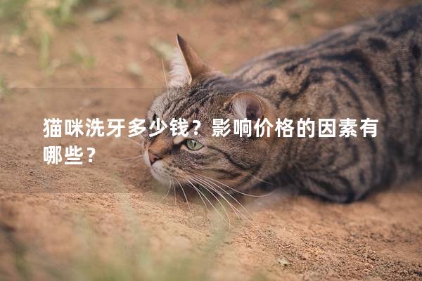 猫咪洗牙多少钱？影响价格的因素有哪些？