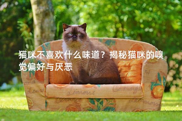 猫咪不喜欢什么味道？揭秘猫咪的嗅觉偏好与厌恶