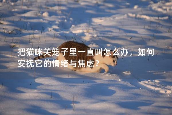 把猫咪关笼子里一直叫怎么办，如何安抚它的情绪与焦虑？