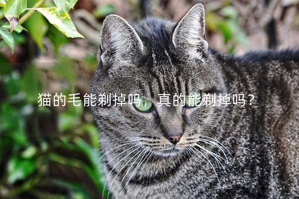 猫的毛能剃掉吗，真的能剃掉吗？