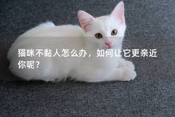 猫咪不黏人怎么办，如何让它更亲近你呢？