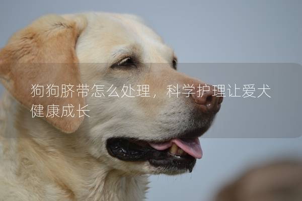 狗狗脐带怎么处理，科学护理让爱犬健康成长