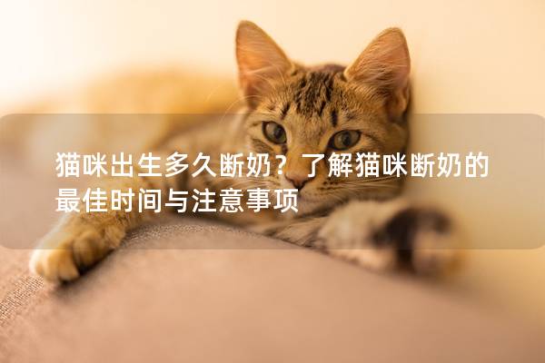 猫咪出生多久断奶？了解猫咪断奶的最佳时间与注意事项