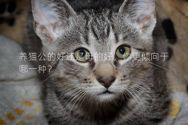 养猫公的好还是母的好，你更倾向于哪一种？