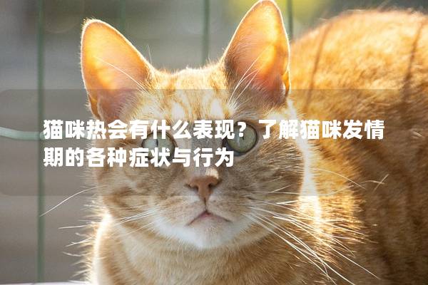 猫咪热会有什么表现？了解猫咪发情期的各种症状与行为