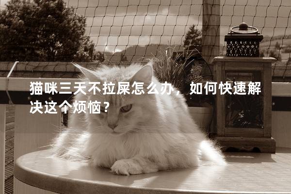 猫咪三天不拉屎怎么办，如何快速解决这个烦恼？