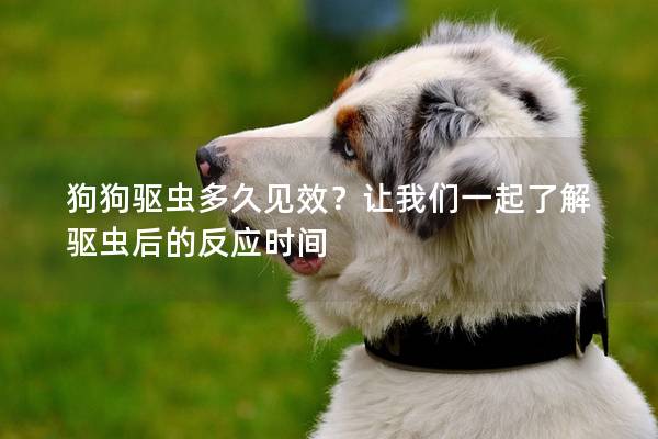 狗狗驱虫多久见效？让我们一起了解驱虫后的反应时间