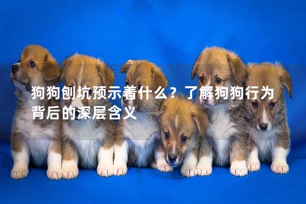 狗狗刨坑预示着什么？了解狗狗行为背后的深层含义