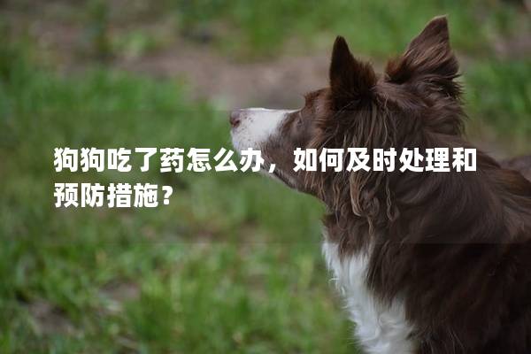 狗狗吃了药怎么办，如何及时处理和预防措施？