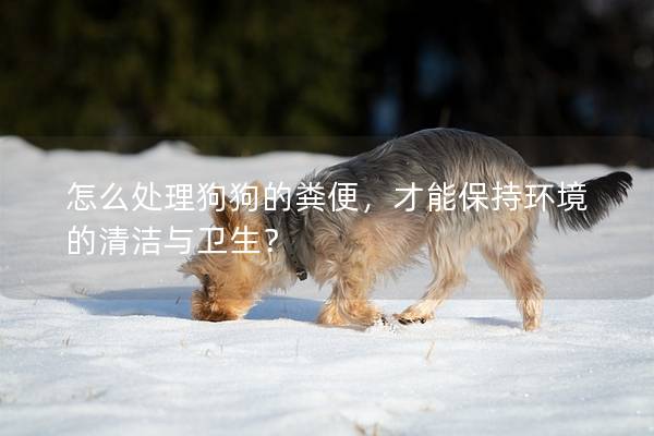 怎么处理狗狗的粪便，才能保持环境的清洁与卫生？