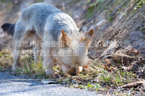 狗狗体外寄生虫有哪些？如何有效预防和治疗这些寄生虫