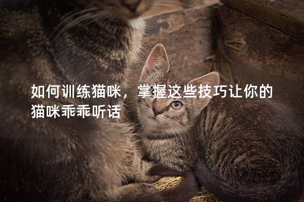 如何训练猫咪，掌握这些技巧让你的猫咪乖乖听话