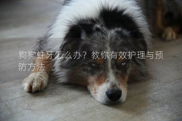 狗狗蛀牙怎么办？教你有效护理与预防方法