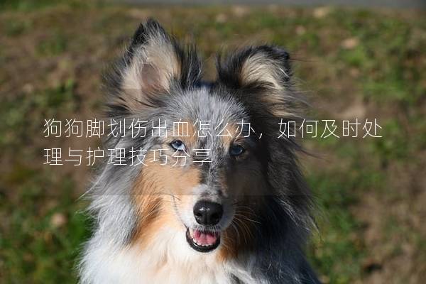 狗狗脚划伤出血怎么办，如何及时处理与护理技巧分享