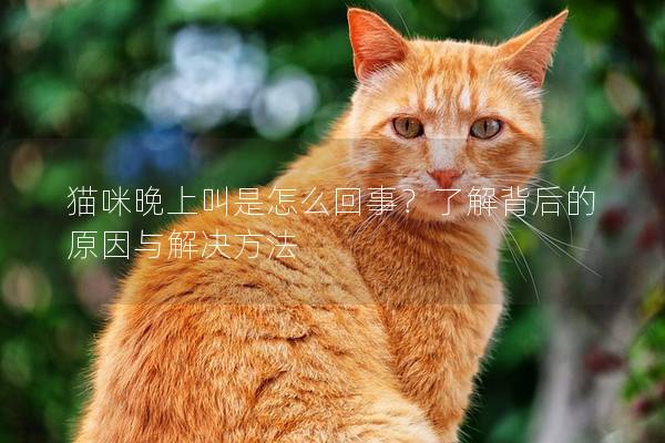 猫咪晚上叫是怎么回事？了解背后的原因与解决方法