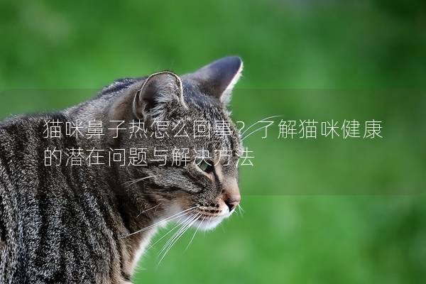 猫咪鼻子热怎么回事？了解猫咪健康的潜在问题与解决方法