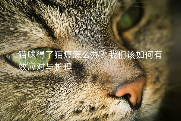 猫咪得了猫瘟怎么办？我们该如何有效应对与护理