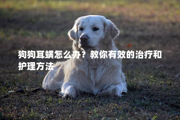 狗狗耳螨怎么办？教你有效的治疗和护理方法