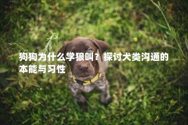 狗狗为什么学狼叫？探讨犬类沟通的本能与习性