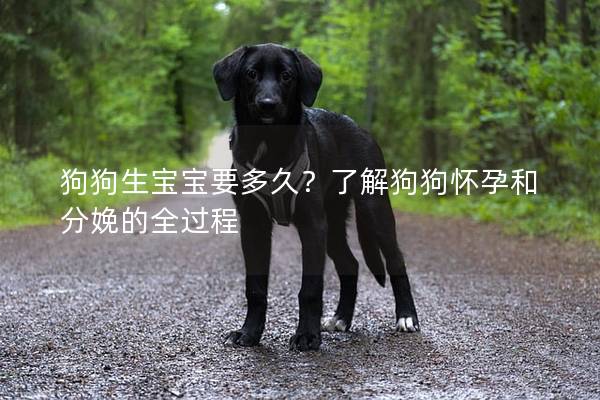 狗狗生宝宝要多久？了解狗狗怀孕和分娩的全过程