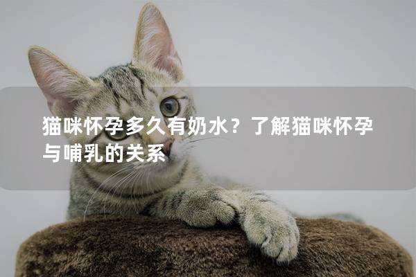 猫咪怀孕多久有奶水？了解猫咪怀孕与哺乳的关系