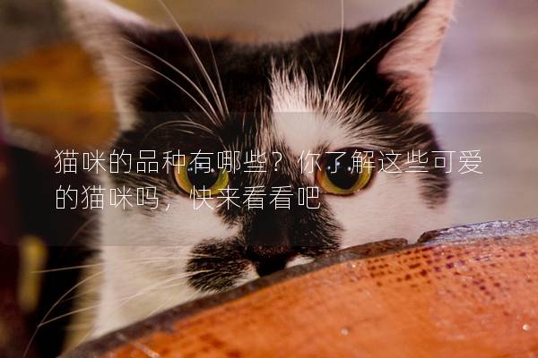 猫咪的品种有哪些？你了解这些可爱的猫咪吗，快来看看吧