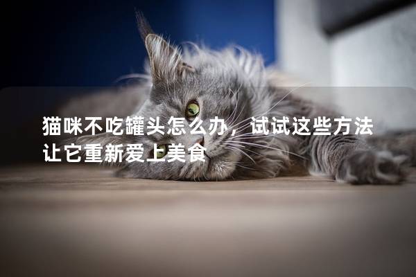 猫咪不吃罐头怎么办，试试这些方法让它重新爱上美食