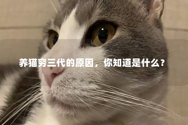 养猫穷三代的原因，你知道是什么？