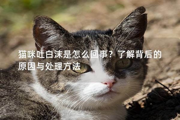 猫咪吐白沫是怎么回事？了解背后的原因与处理方法