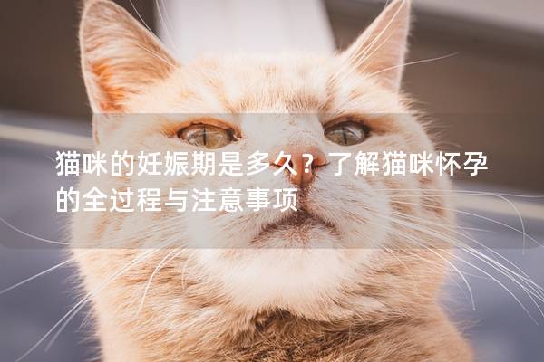 猫咪的妊娠期是多久？了解猫咪怀孕的全过程与注意事项