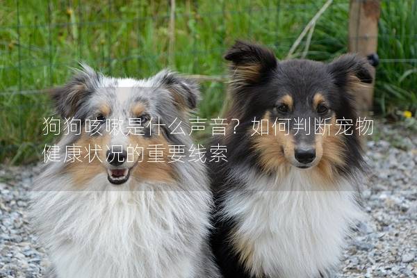 狗狗咳嗽是什么声音?如何判断宠物健康状况的重要线索