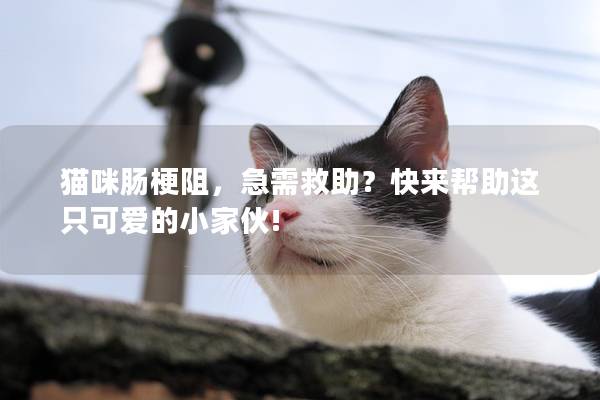 猫咪肠梗阻，急需救助？快来帮助这只可爱的小家伙!